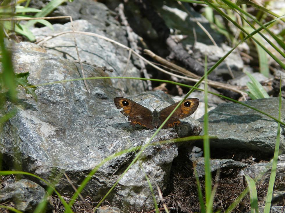 Farfalle dell''Ortles-Cevedale